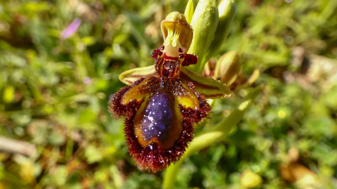 Nature Hike to discover wild orchids in Portugal's Barrocal region, starting at Loulé in the Algarve
