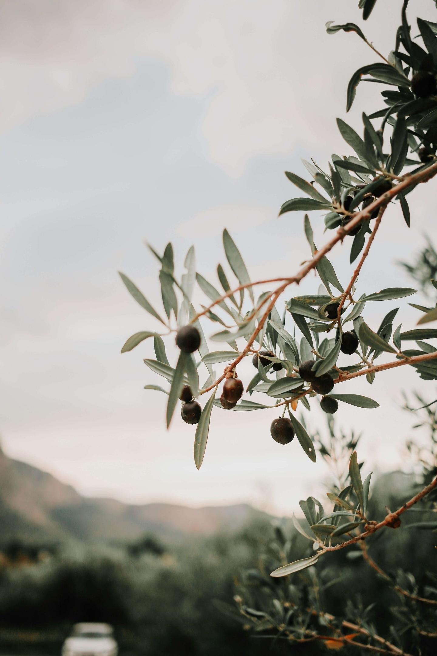 A road trip itinerary across Sicily, from hill towns and temples to volcano and coastal villages.