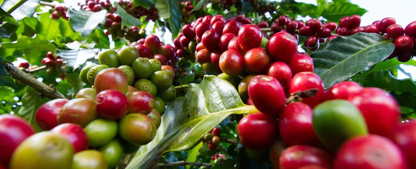 Day Tour from Guadalajara to Jalisco’s Sierra: coffee farm, Pueblo Mágico, artisans, Enigma Valleys.