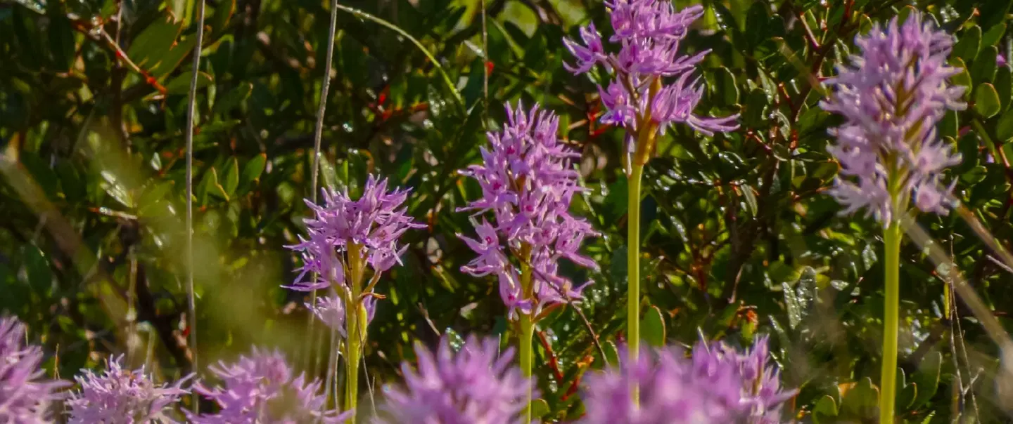Nature Hike to discover wild orchids in Portugal's Barrocal region, starting at Loulé in the Algarve