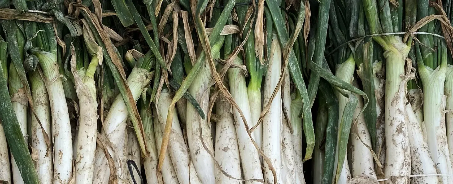 Seasonal Food Tour from Barcelona with countryside calçot feast & Santes Creus Monastery visit.