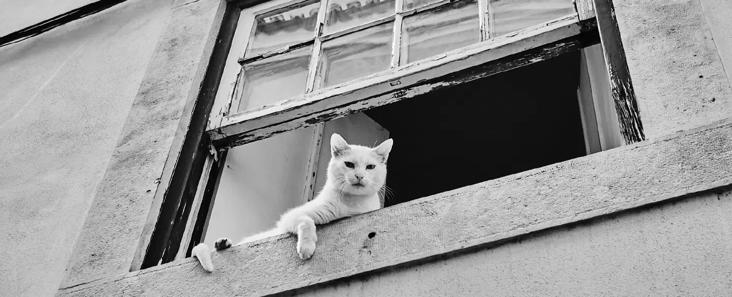 Photo Tour & Professional Photoshoot in Lisbon: street photography, secret miradouros and alleyways.