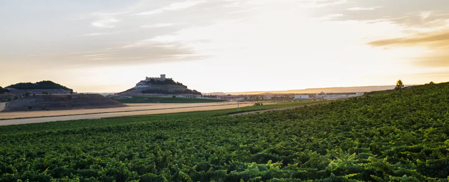 Wine Tour from Madrid to Rueda in Valladolid with vineyard walk, winemaker insights, and lamb lunch.