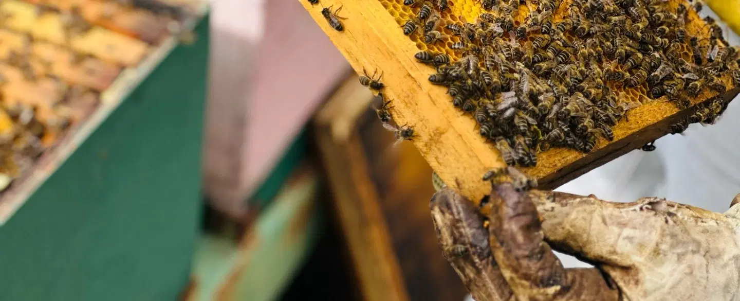 Bee Trails of the Algarve