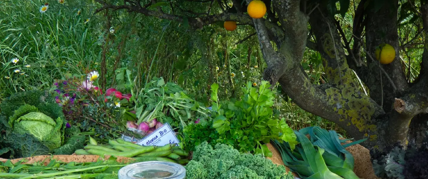 Loulé’s Dryland Farm Trails