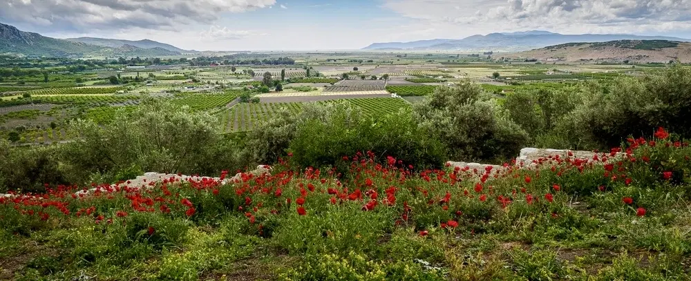 Wine Tour from Kuşadası or İzmir: Tastings & vineyard walk in boutique estates in Selçuk & Torbalı.