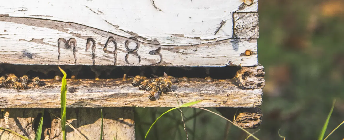 Organic honey and wine tasting at a Mendoza family farm, ending with a home-cooked Argentine asado.