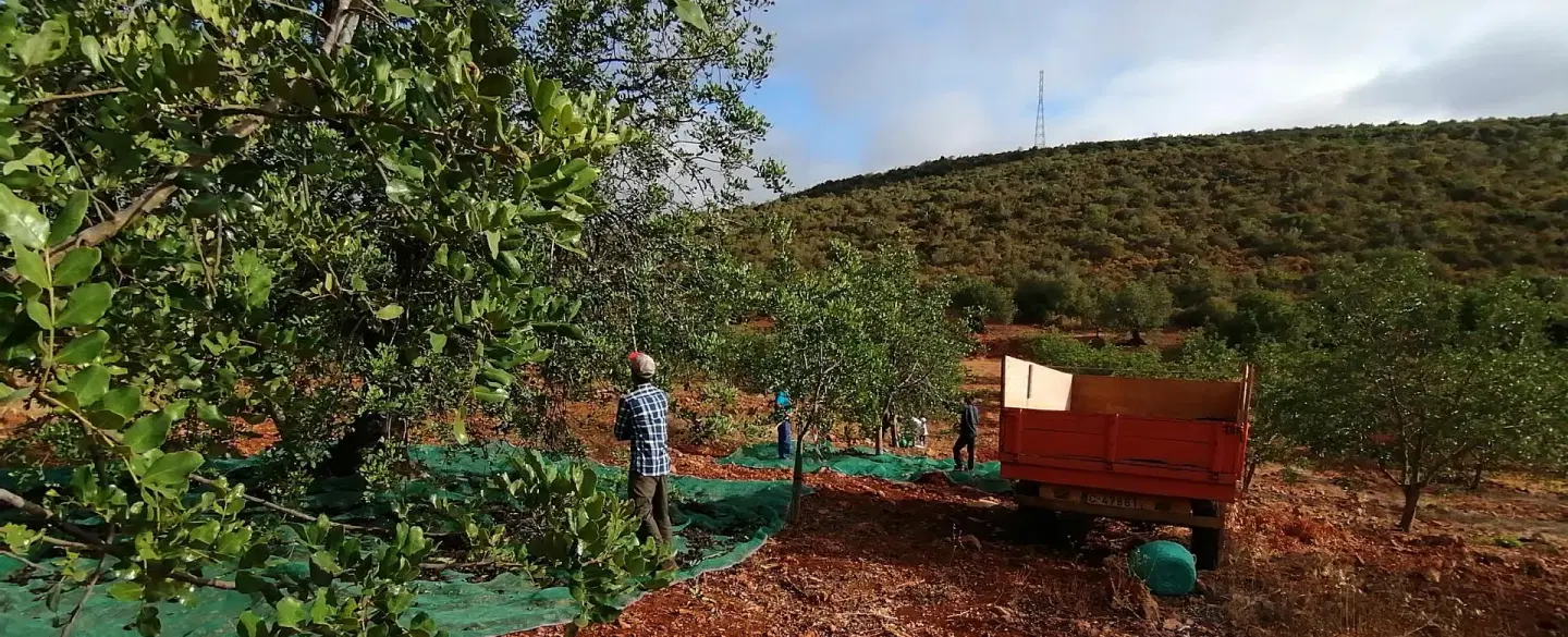 Algarve nature hike with a naturalist through carob fields with harvest tasting & country breakfast.