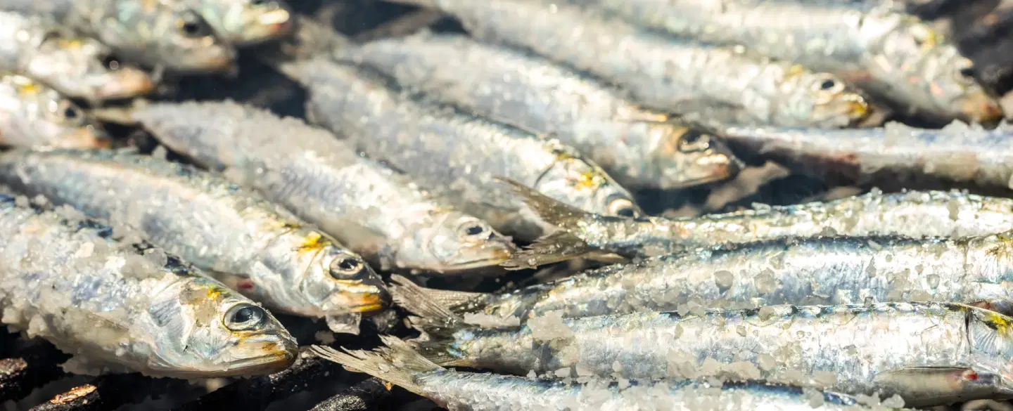 Boat Tour in Porto, Portugal: Glide on the Douro River, taste Port wine, and enjoy a sardine lunch. 