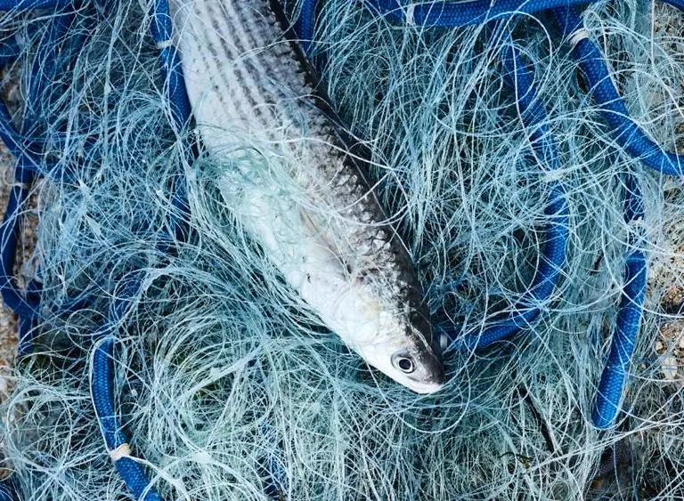 Boat Tour from Burano near Venice: Forage with a fisherman and explore lagoon wildlife and heritage.