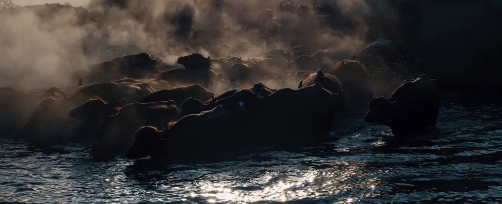 Photo workshop near Cappadocia capturing seasonal buffalo migration in Hurmetci at golden hour.