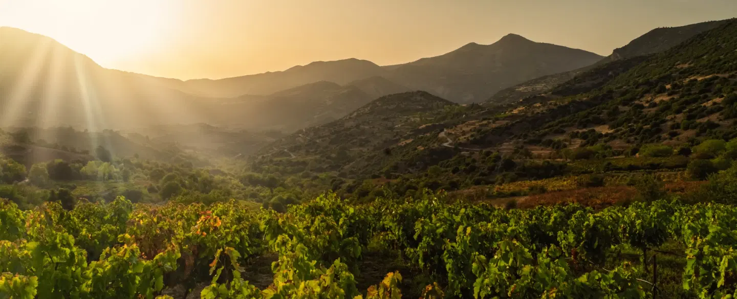 Day Trip to ancient Nemea from Athens or Nafplio, with ruins, wine tasting and local lunch.