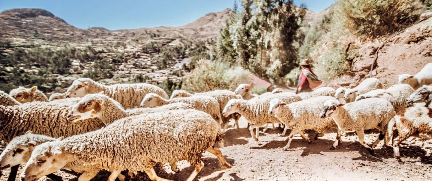 Sacred Valley Day Trip with a Quechua community in Pisac, Kinsaccocha Lake Hike, weaving and lunch.