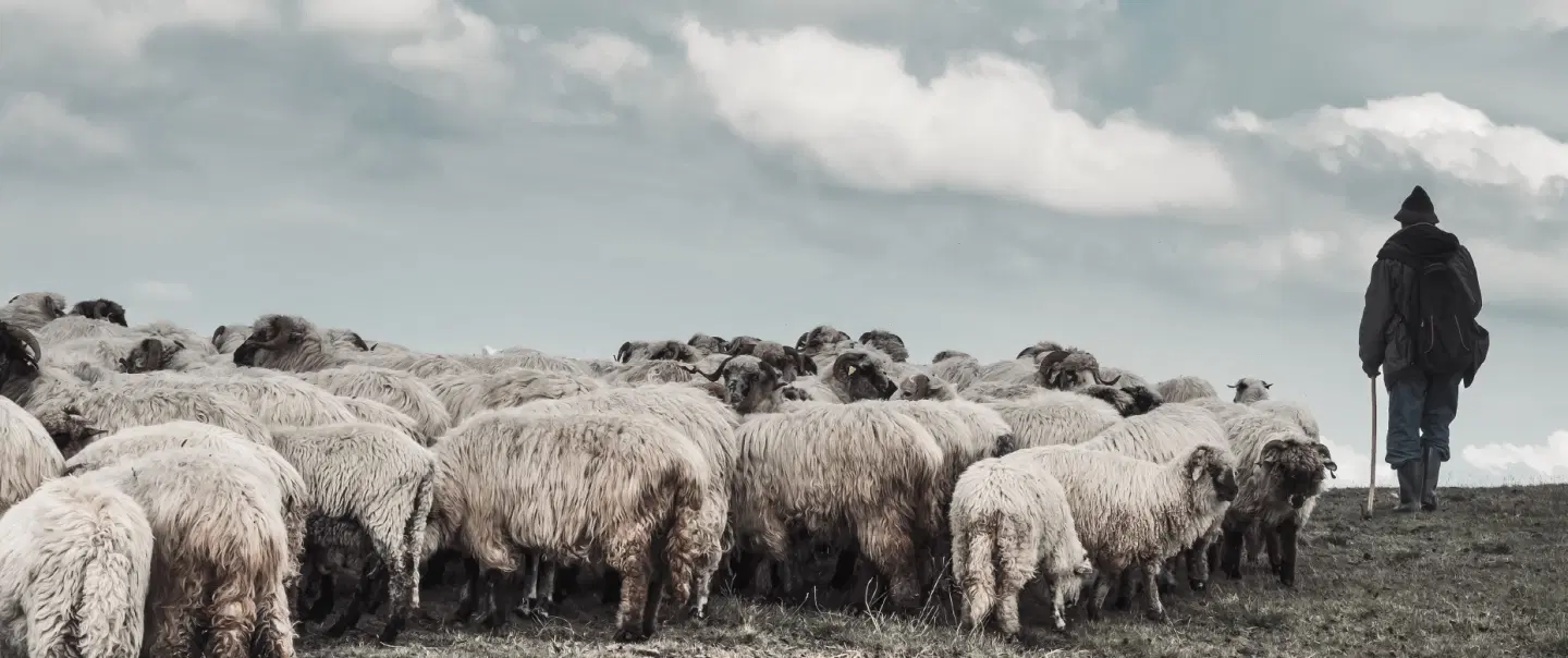 Farm Tour near Trieste, walking with sheep, engaging in shepherd traditions & tasting fresh produce.