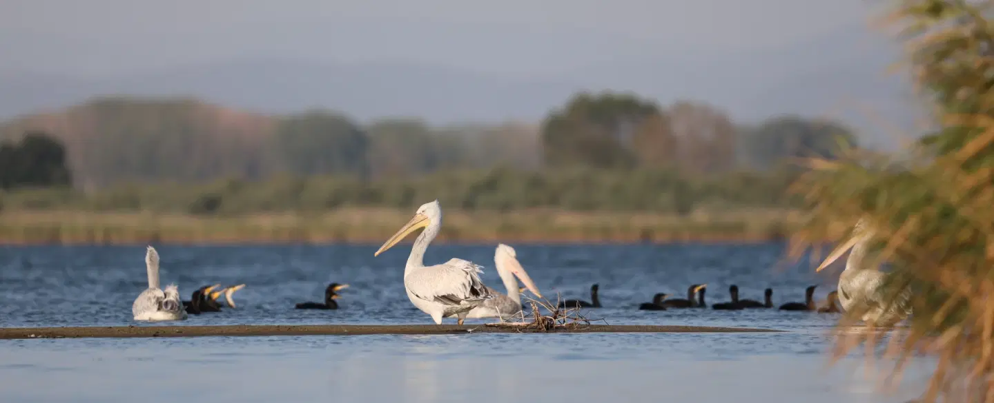 Birdwatching Tour near Thessaloniki by boat on Lake Vistonida through wetlands, flamingos, pelicans.