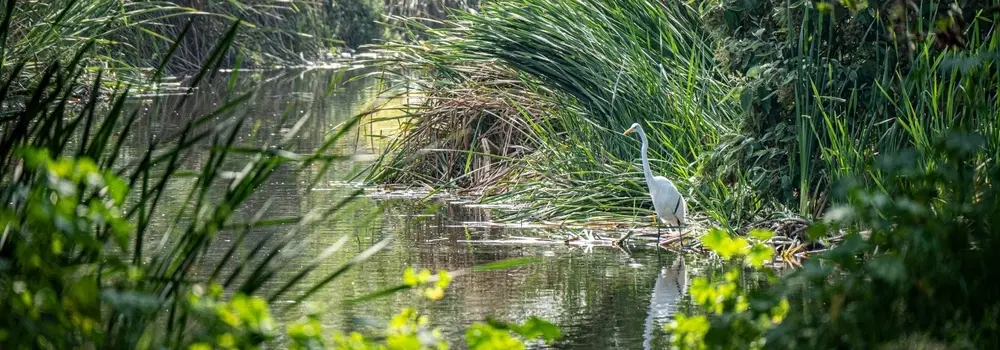 Wildlife Excursion near Mexico City: Dawn canoe & birding through Xochimilco canals and chinampas.