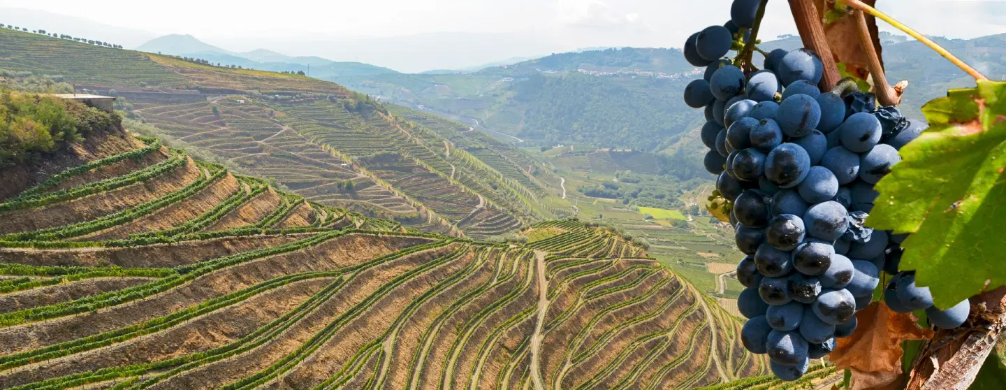 Day Trip from Porto to Douro Valley: Visit two small wineries & enjoy homemade lunch with winemaker.