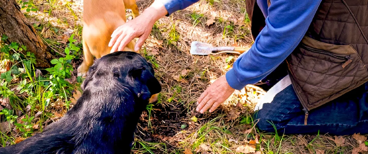 Day Trip in Istria exploring truffle hunting, Motovun forest, goat cheese, and farm tastings.