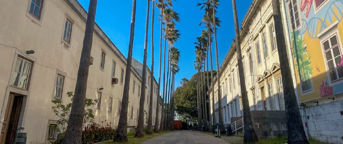 Art Tour in Lisbon to sketch secret viewpoints on a family-friendly walk with Chiado art shop stops.