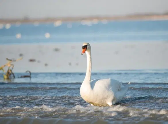 Boat Tour from Burano near Venice: A leisurely ride through rich flora & fauna of Venetian Lagoon.