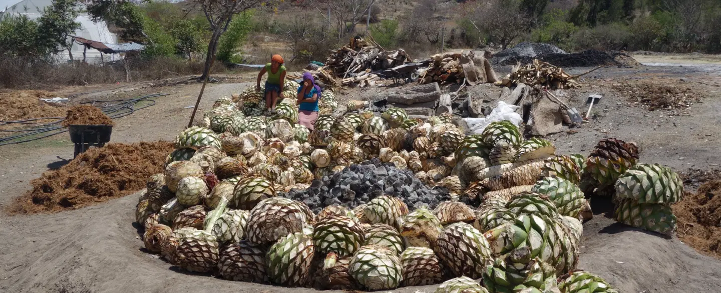 Mezcal Day Tour from Oaxaca to ancestral artisanal Zapotec mezcal distilleries with mezcal experts.