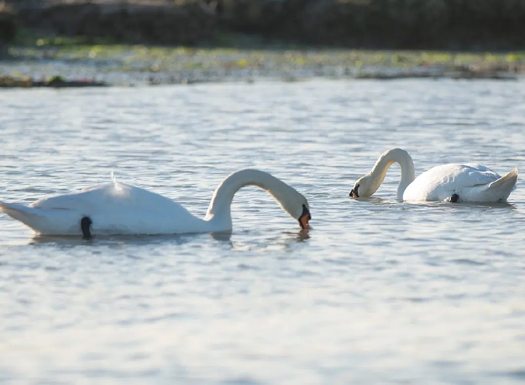 Boat Tour from Burano near Venice: Forage with a fisherman and explore lagoon wildlife and heritage.