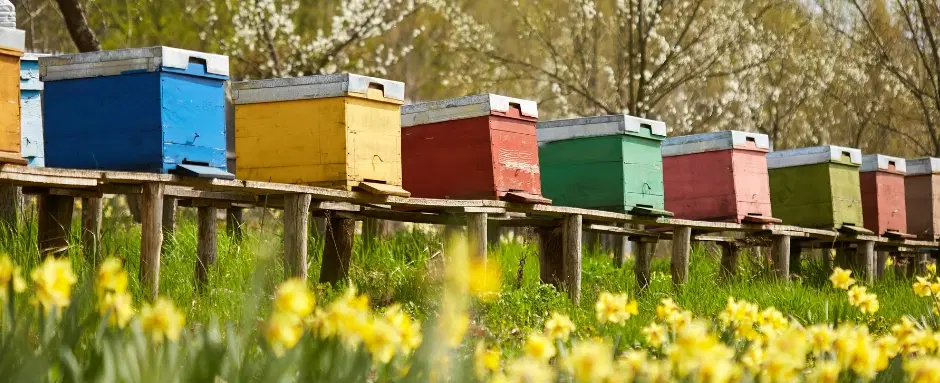 Farm Experience in Argolida from Nafplio, with beekeeper visit and organic honey tasting.
