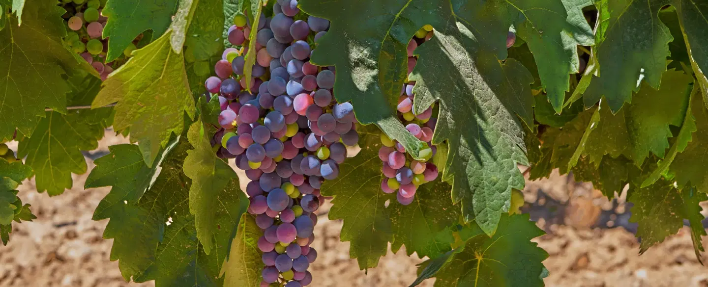 Wine Tour from Madrid to Rueda in Valladolid with vineyard walk, winemaker insights, and lamb lunch.