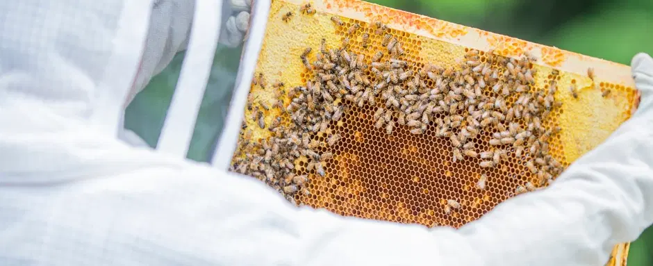 Hive to Jar in Argolida