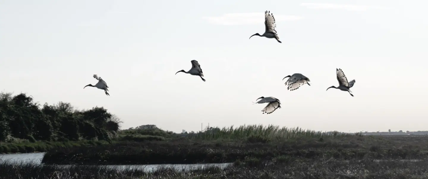 Boat Tour from Burano near Venice: Forage with a fisherman and explore lagoon wildlife and heritage.