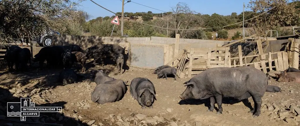Black Pigs & White Gold: A Journey Through Algarve