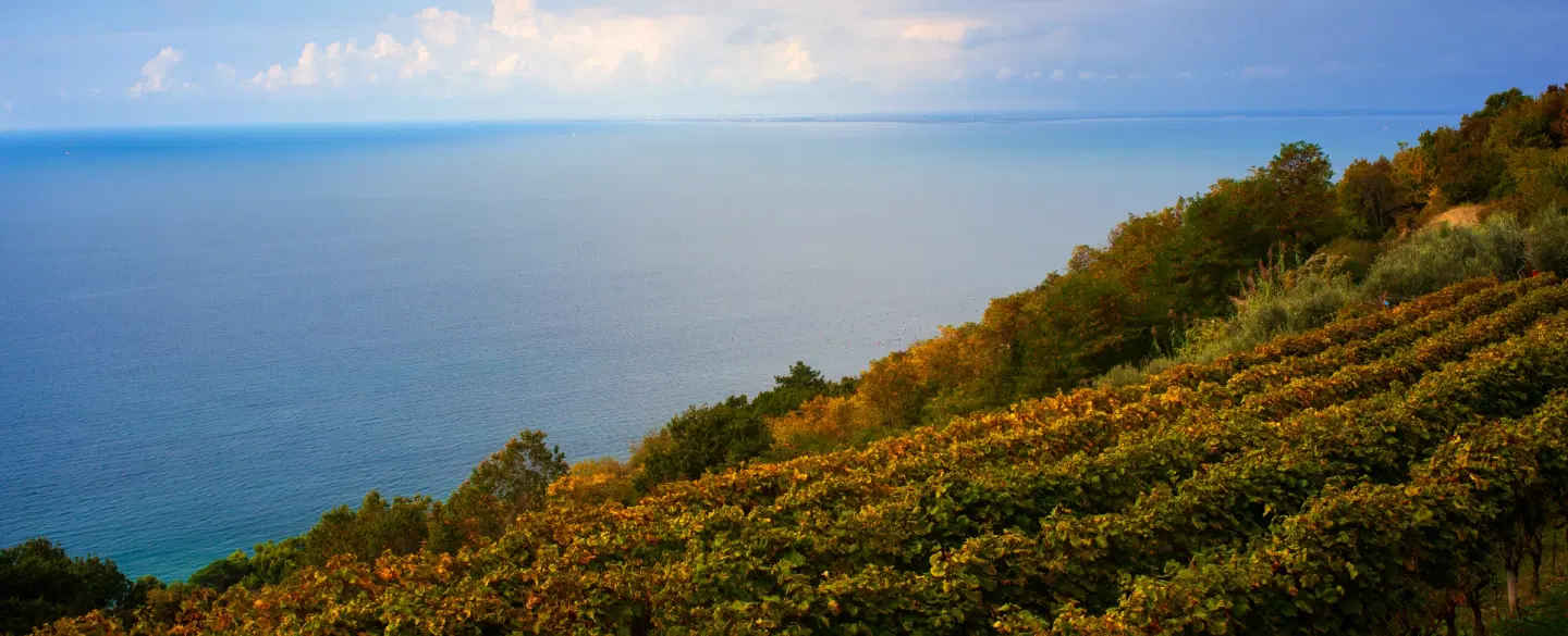 Boat and E-Bike Tour from Trieste to Muggia, exploring historic architecture and a scenic vineyard.