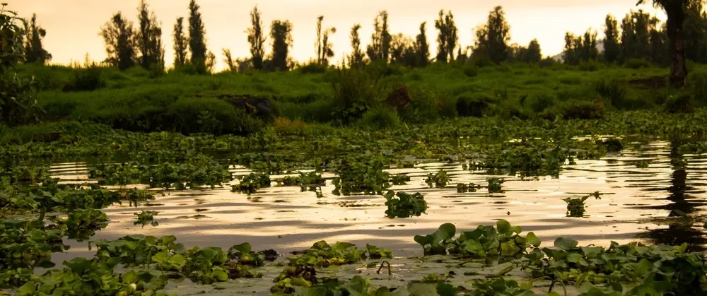 Sunrise Canoe Tour in Xochimilco, Mexico City: ancestral canals, birdsong & local ecological insight
