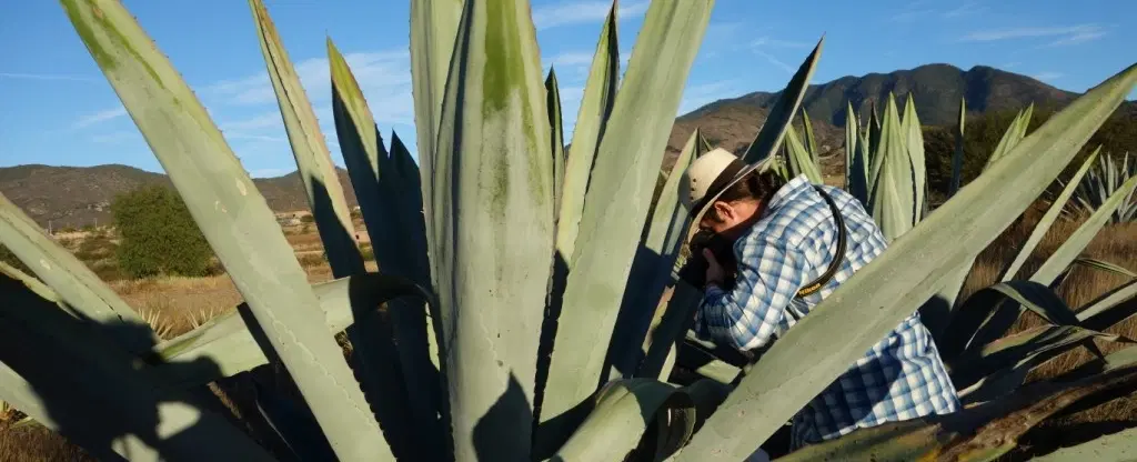 Generations of Mezcal