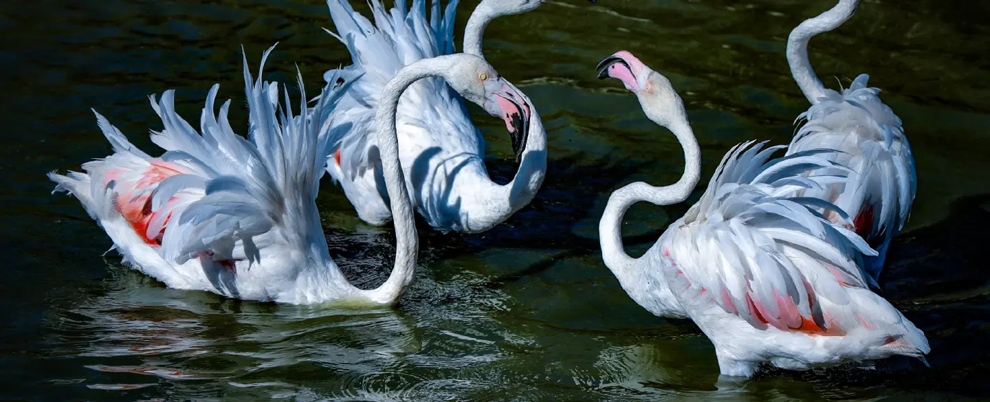 Day Trip in Provence visiting Arles, the Camargue wetlands, flamingos, and Saintes-Maries-de-la-Mer.