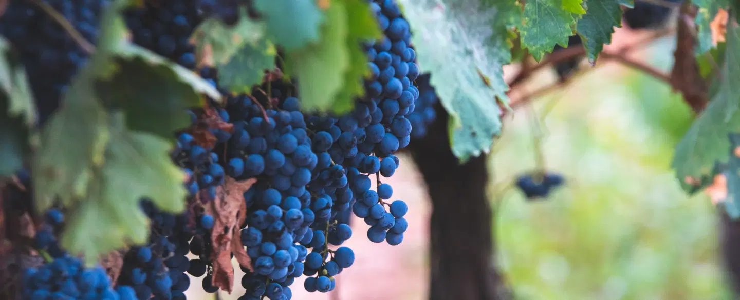La Rioja Wine Tour from San Sebastián: Boutique Wineries, Tastings, and Traditional 3-Course Lunch.