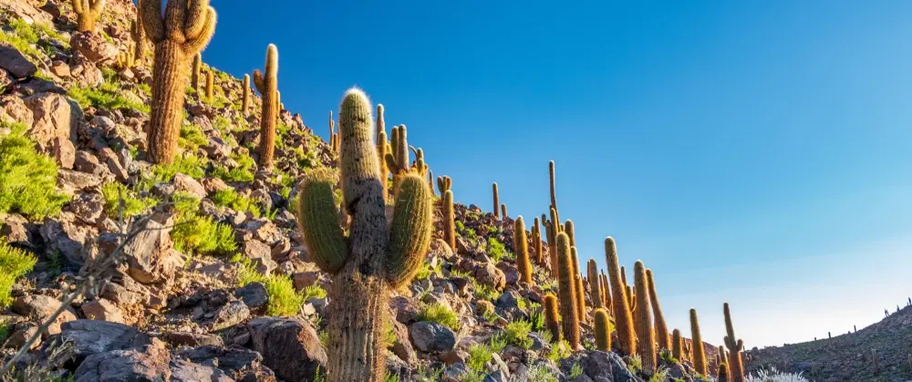 Photo Tour Atacama Desert from San Pedro de Atacama: Tatio Geyser, Machuca Wetland, Puritama Spring.