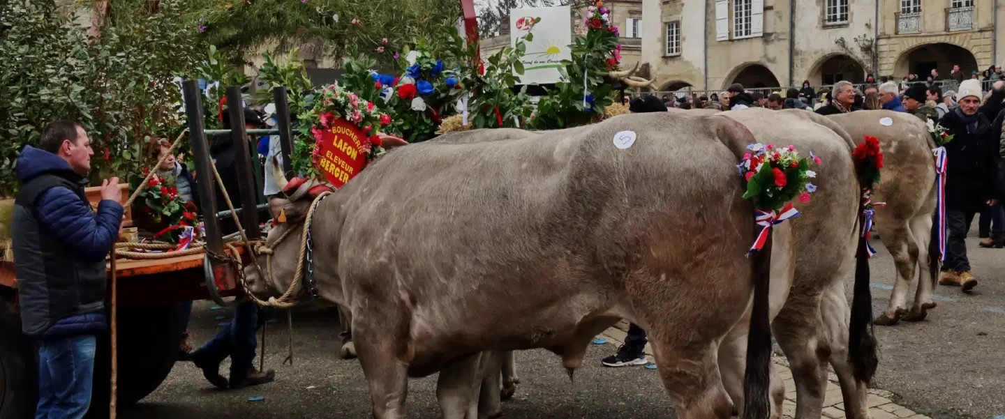 Festival Experience near Bordeaux in Bazas, celebrating Fête des Bœufs Gras and Bazadaise cattle.