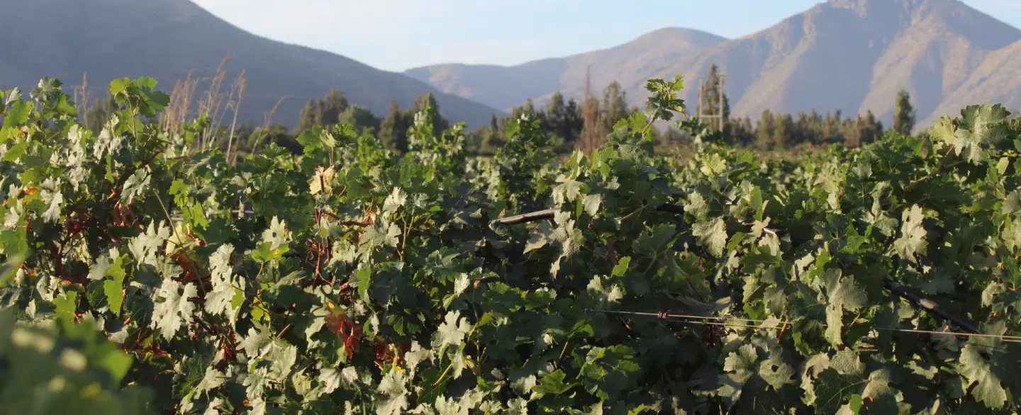 Wine Tasting Day Trip from Santiago with Alpaca Farm Visit and Heritage in Chile’s Aconcagua Valley.