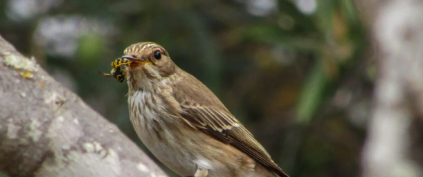 Birdwatching Tour in a rural Area of Loulé, Algarve, where you can spot different species of birds.