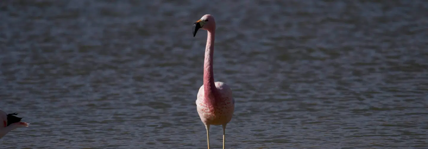 4-day Photo Safari of lagoons, canyons, geyser, wildlife in Atacama Desert from San Pedro de Atacama