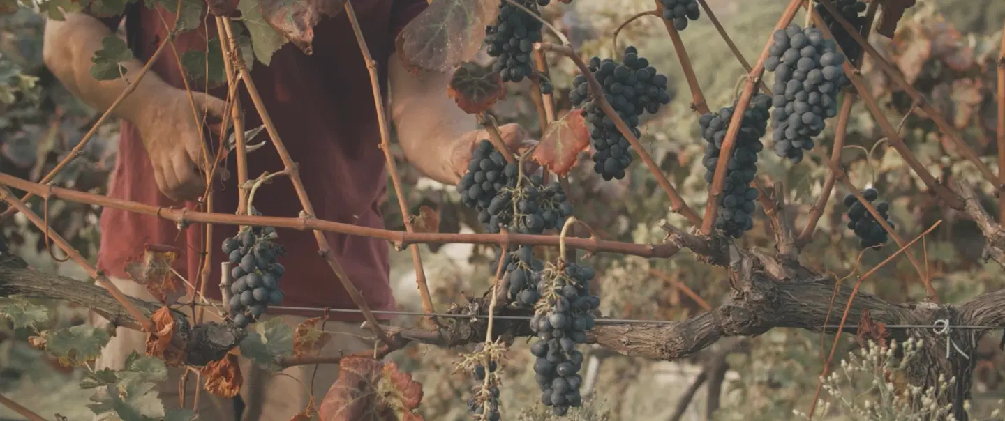 Wine Tour from Barcelona with boat arrival, sea-influenced wines, scenery, sunset dinner or brunch.