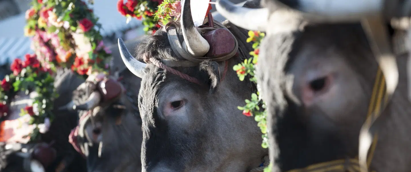 Festival Experience near Bordeaux in Bazas, celebrating Fête des Bœufs Gras and Bazadaise cattle.