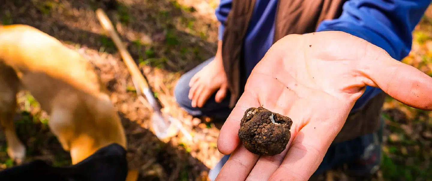 Day Trip in Istria exploring truffle hunting, Motovun forest, goat cheese, and farm tastings.