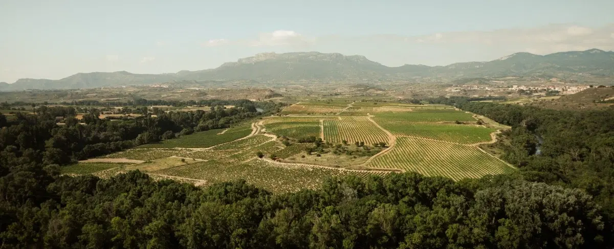 La Rioja Wine Tour from San Sebastián: Boutique Wineries, Tastings, and Traditional 3-Course Lunch.