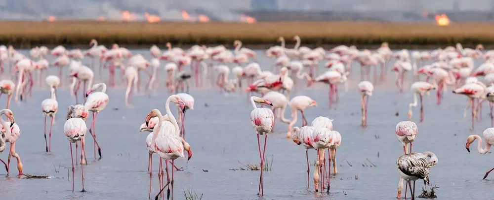 Full-Day Cultural Tour from Seville to Doñana marshlands with rice, crayfish & El Rocío tradition.