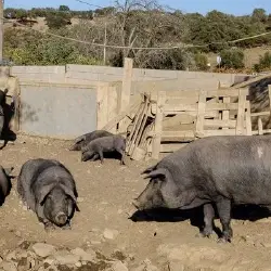Black Pigs & White Gold: A Journey Through Algarve