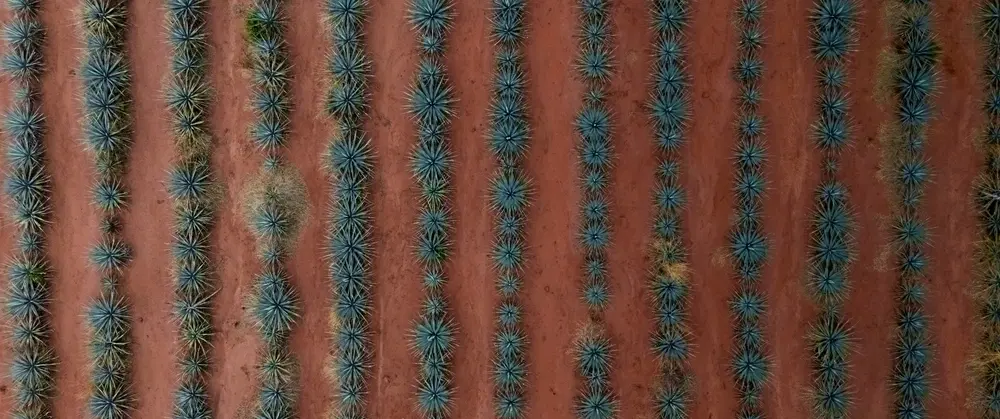 Tequila Day Tour from Guadalajara: Lowlands agave fields, artisanal distilleries, premium tastings.