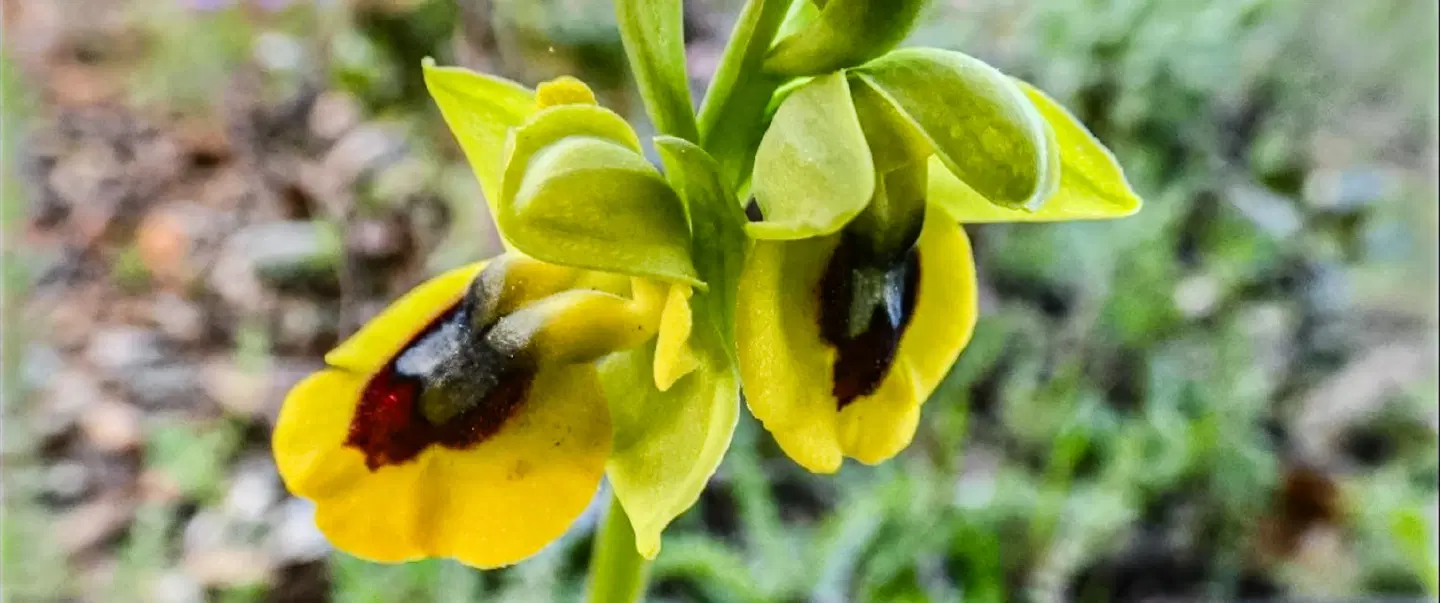 Nature Hike to discover wild orchids in Portugal's Barrocal region, starting at Loulé in the Algarve