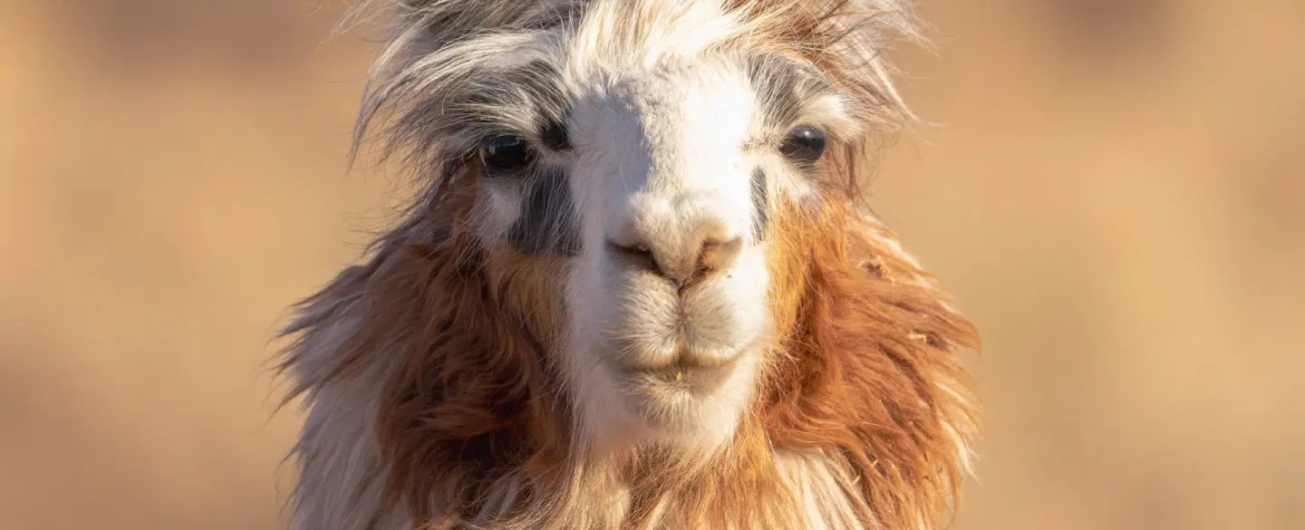 4-day Photo Safari of lagoons, canyons, geyser, wildlife in Atacama Desert from San Pedro de Atacama